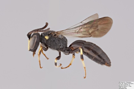 [Hylaeus nelumbonis male (lateral/side view) thumbnail]